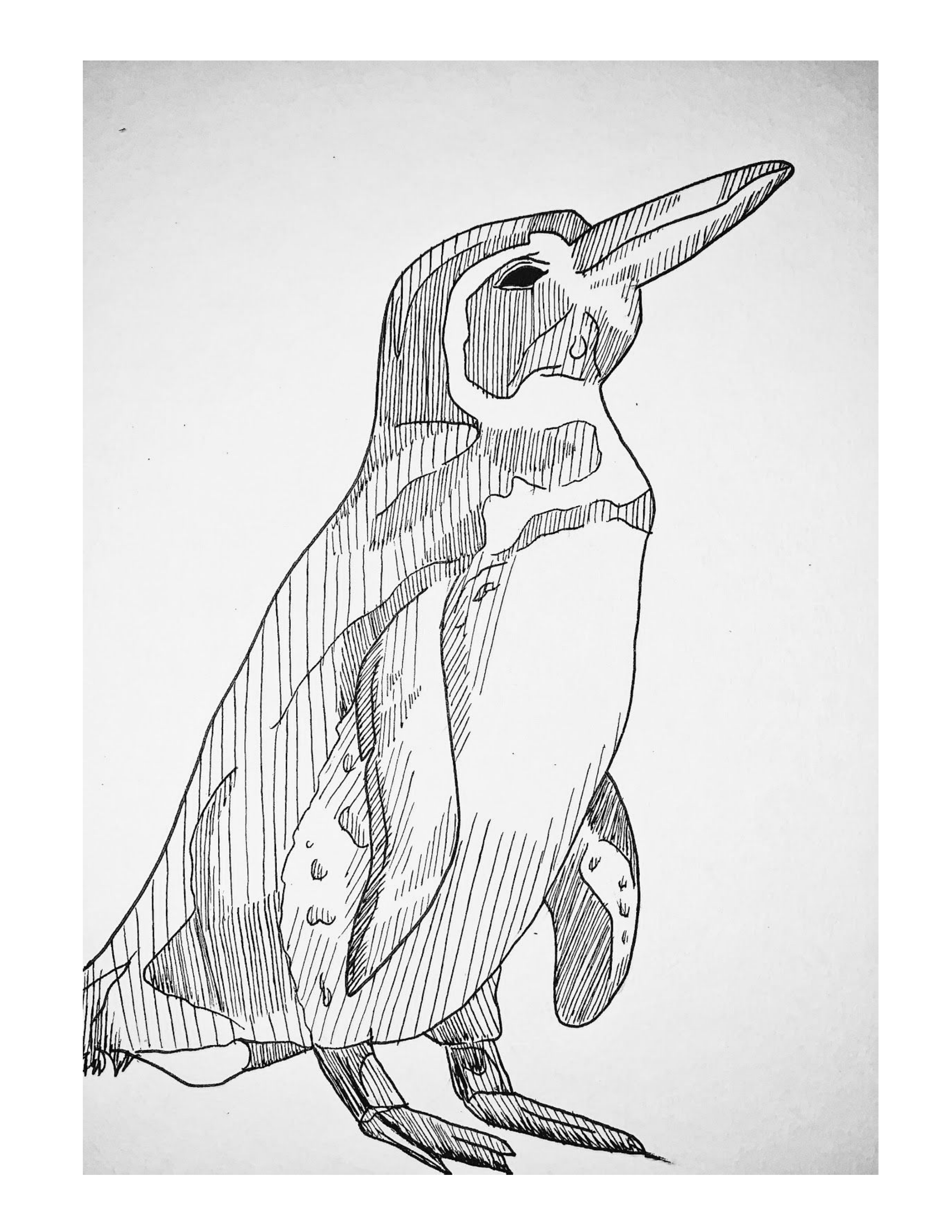 penguin